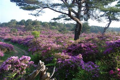 登山道途中にある広さ約4ヘクタールのミヤマキリシマの群生地