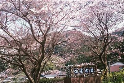 桜満開の下開催される「桜陶祭」