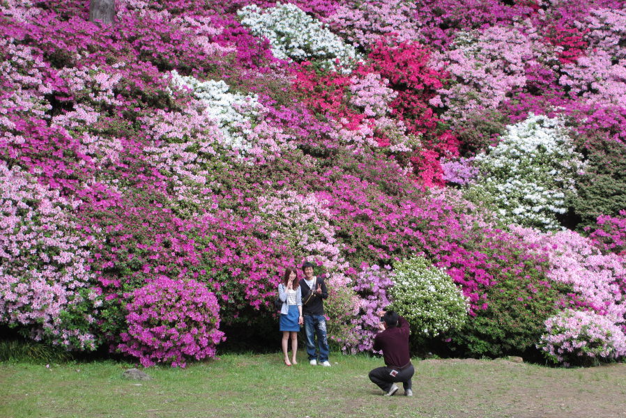 “一目一万本”と言われる「つつじ寺」 “一目一万本”と言われる「つつじ寺」