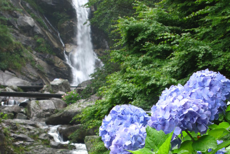 壮大な滝をバックにアジサイが彩りを添える 壮大な滝をバックにアジサイが彩りを添える