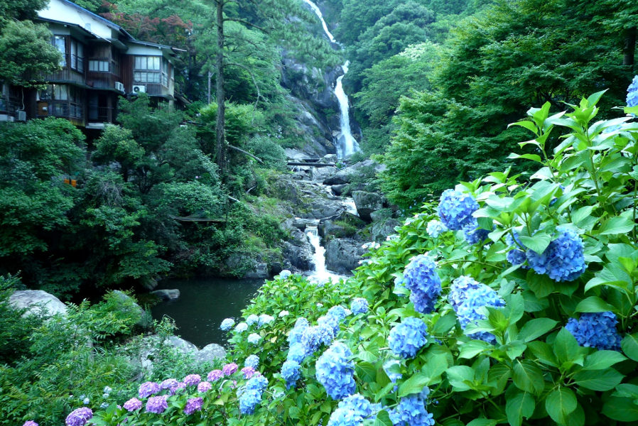 水しぶきを求めるように咲き誇るアジサイ