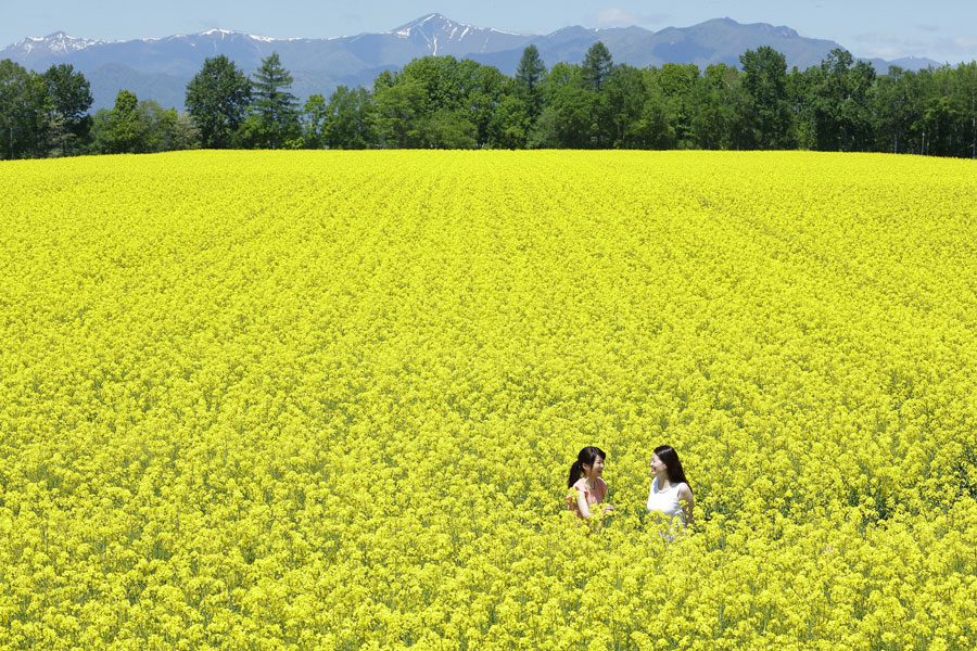 星野リゾートトマム菜の花ピクニック