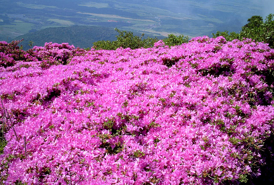 くじゅう高原/大分県竹田市・(公社)ツーリズムおおいた提供 くじゅう高原/大分県竹田市((公社)ツーリズムおおいた提供)