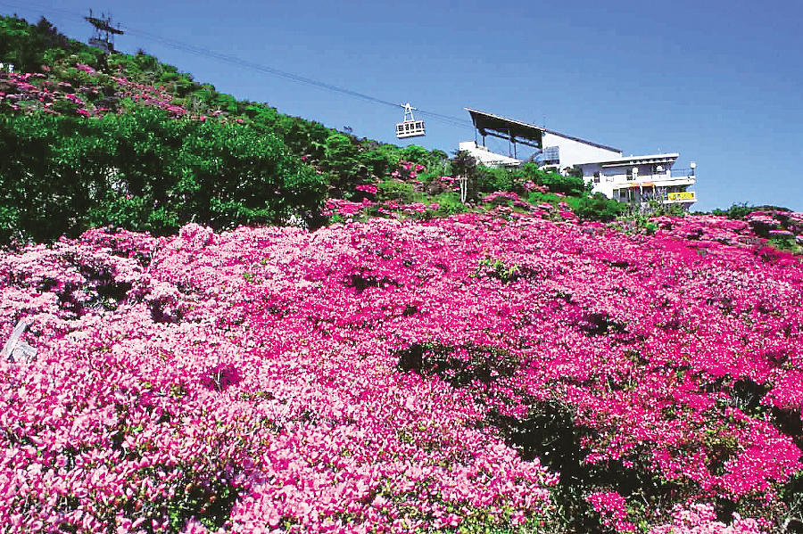 仁田峠と雲仙ツツジ(ミヤマキリシマ)/長崎県雲仙市・(一社)長崎県観光連盟提供 仁田峠と雲仙ツツジ(ミヤマキリシマ)/長崎県雲仙市