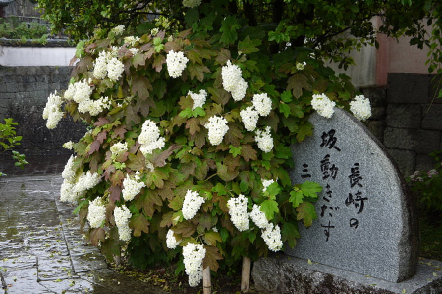 白い柏葉アジサイ 白い柏葉アジサイ