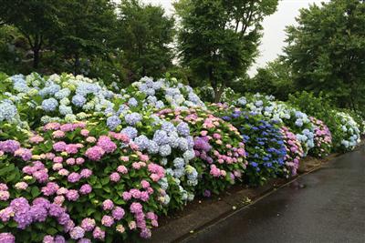 初夏の園内を涼しげに彩る2200株のアジサイ