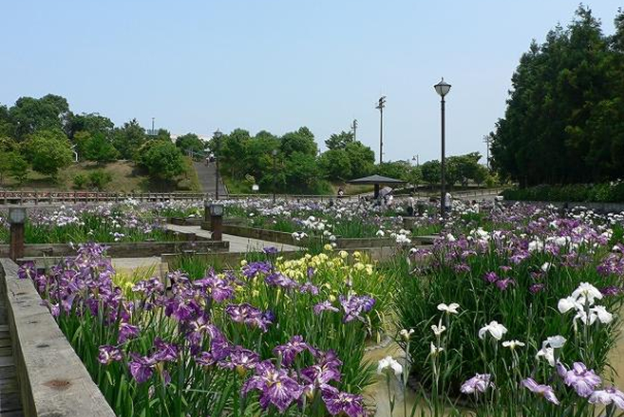 美しく豪華な菖蒲が咲き誇る「豊津花菖蒲公園」 美しく豪華な菖蒲が咲き誇る「豊津花菖蒲公園」