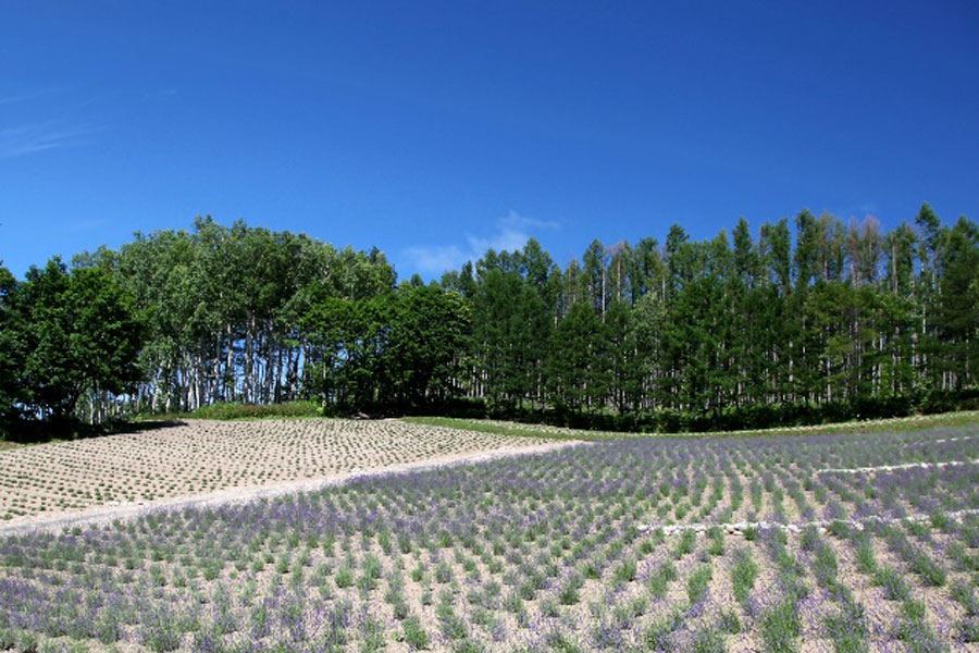 7月中旬から2種類のラベンダーが見頃となる「森のラベンダー畑」
