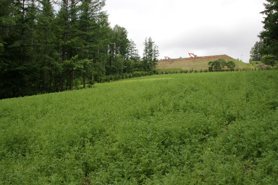 「山の彩りの畑」カラフルな花々が咲き揃うのは、7月中旬~8月上旬