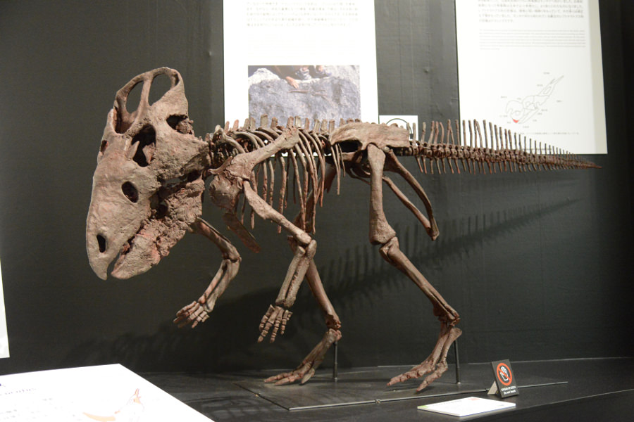 ▲世界初公開のケラシノプスの復元骨格 世界初公開のケラシノプスの復元骨格
