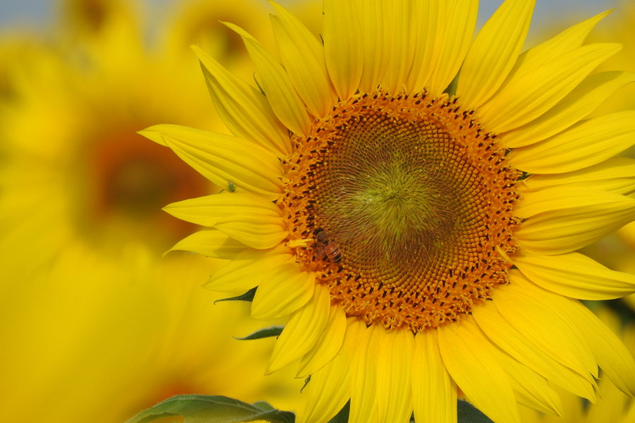 ▲まだまだ復興作業が続く中、元気に咲くひまわりに勇気づけられます まだまだ復興作業が続く中元気に咲くひまわりに勇気づけられます