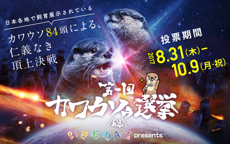 ▲カワウソたちによる仁義なき戦いがここに繰り広げられます