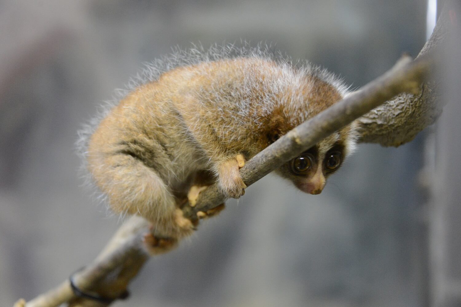 円山動物園のスローロリス スローロリス