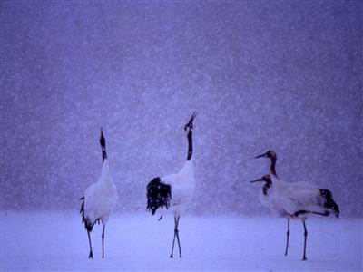 冬のたんちょう号
