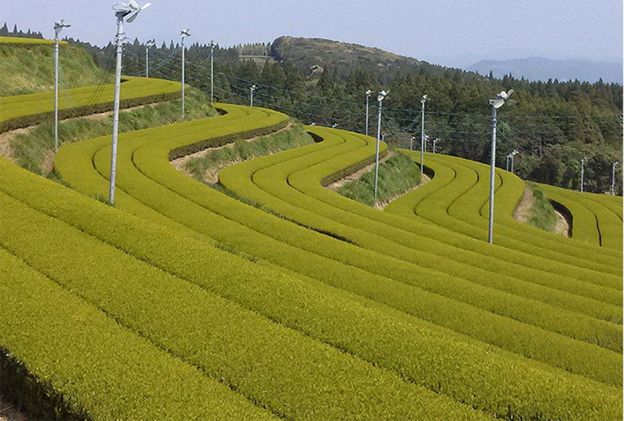 ▲知覧の端から端まで広がる広大な茶畑 ▲知覧の端から端まで広がる広大な茶畑