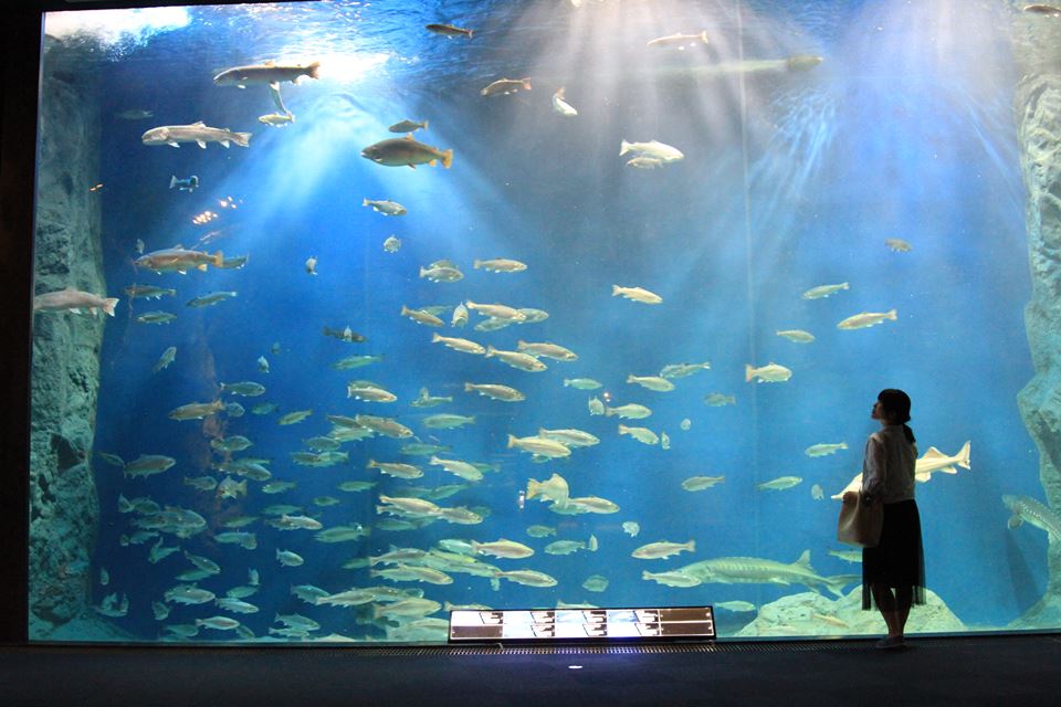 ▲「サケのふるさと千歳水族館」は日本最大級の淡水魚水族館。幻の魚イトウも泳ぐ大迫力の水槽! サケのふるさと千歳水族館