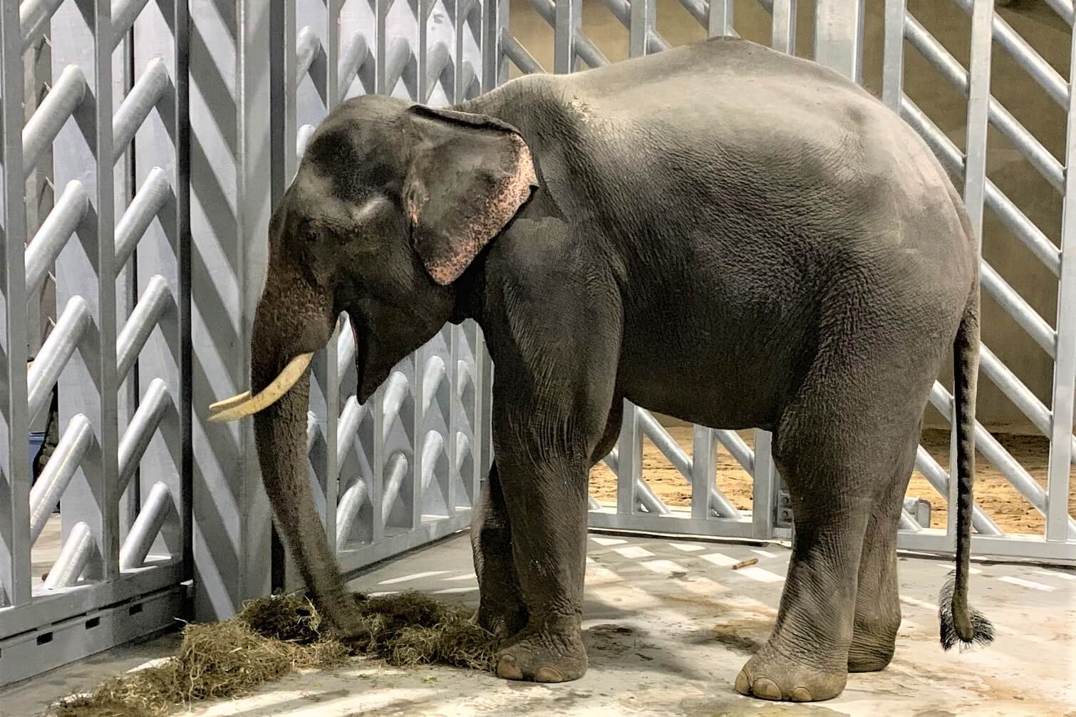 円山動物園 ゾウ舎