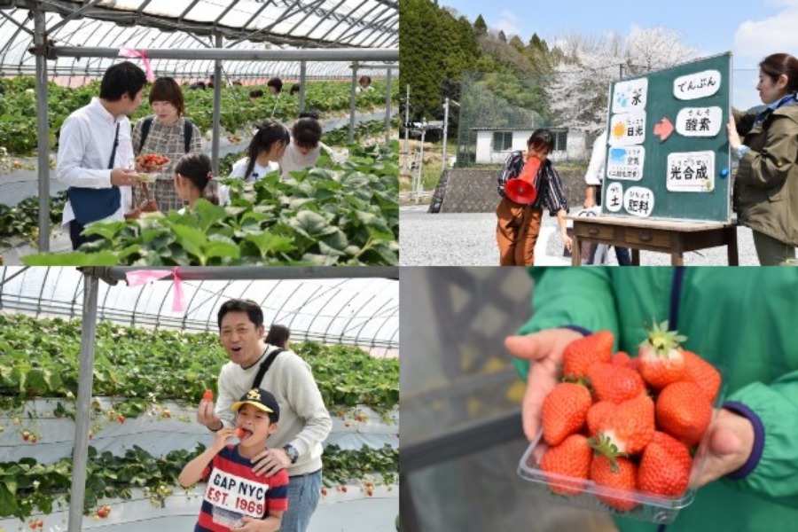 ▲いちごの収穫は親子での特別な思い出になりますね