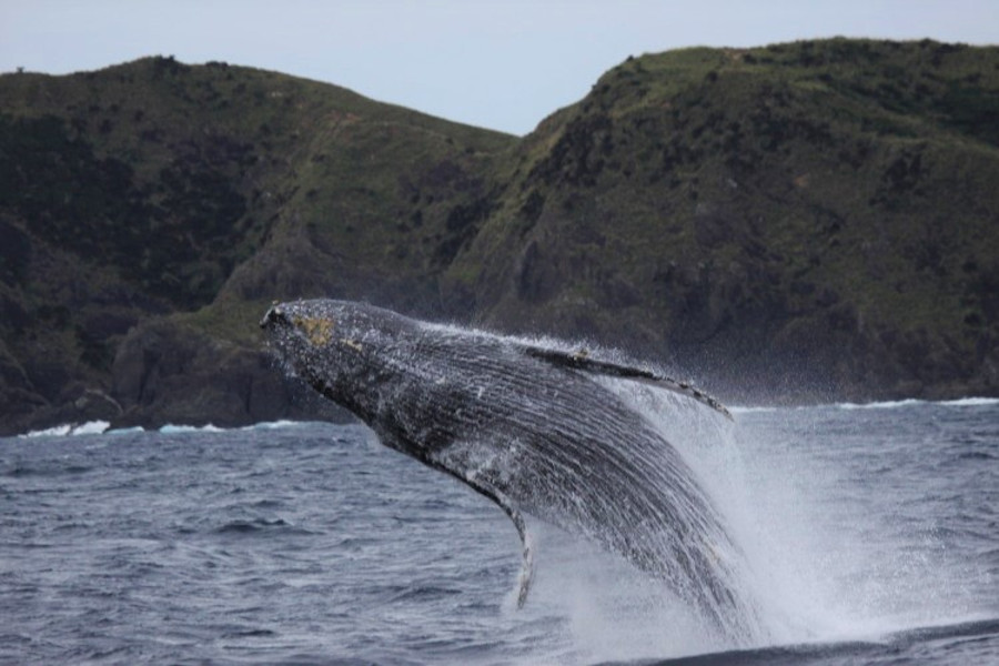 ▲奄美瀬戸内町では、これからの冬の季節に「ホエールウォッチング」が楽しめます ホエールウォッチングが楽しめます