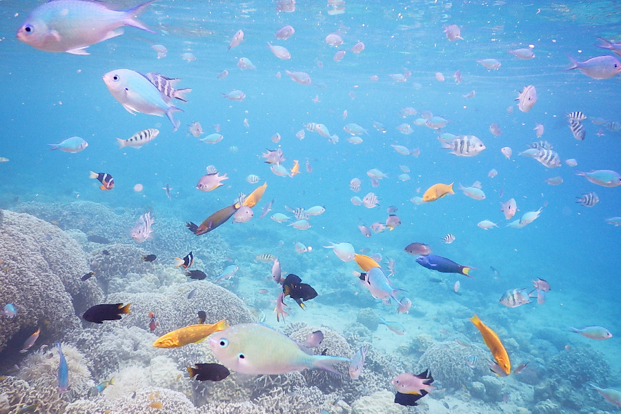 ▲澄んだ海でカラフルなサンゴや熱帯魚と遊ぼう! 澄んだ海でカラフルなサンゴや熱帯魚と遊ぼう