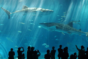 「美ら海水族館」を巡る観光バスツアー