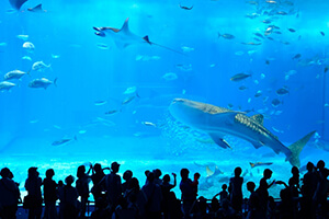 美ら海水族館の近くで楽しむ！「本部町」周辺の観光情報