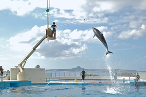 美ら海水族館入館チケット付きツアー