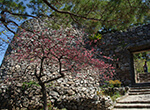 世界遺産・今帰仁城　英雄伝説の残る絶景