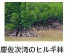 慶佐次湾のヒルギ林