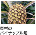 東村のパイナップル畑