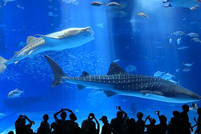 世界最大級の水槽「黒潮の海」は必見！