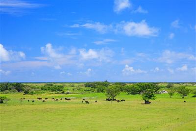 大きな空をバックに牛が点在する風景は「これぞ黒島！」