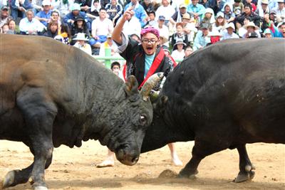 1トンもの巨体がぶつかり合う闘牛は迫力満点！