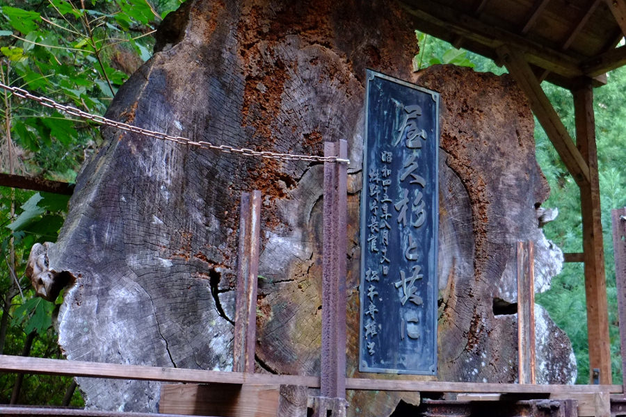 ここは屋久杉伐採の前線基地だった