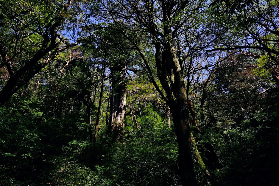 世界遺産にふさわしく濃厚な森が続く