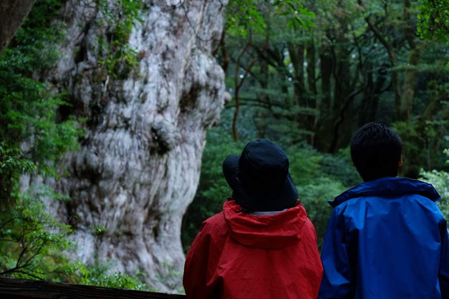 トロッコ道を3時間、山道を2時間、約5時間で縄文杉とご対面