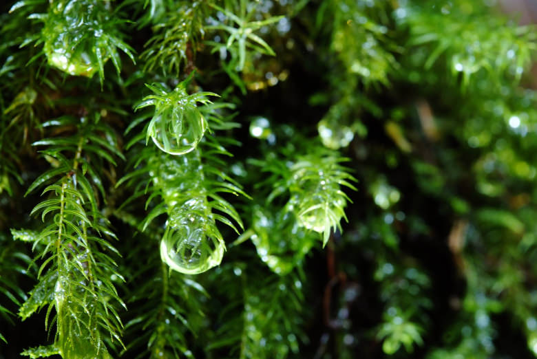 たわわに実る苔の雫