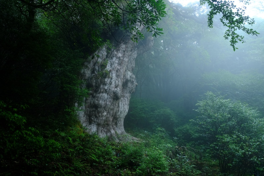 屋久島トレッキングで縄文杉に会う たびらい鹿児島