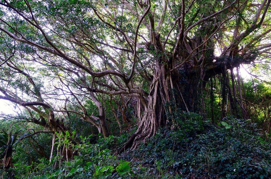 島内でも最大級の大きさを誇る武名（たけな）集落のガジュマル
