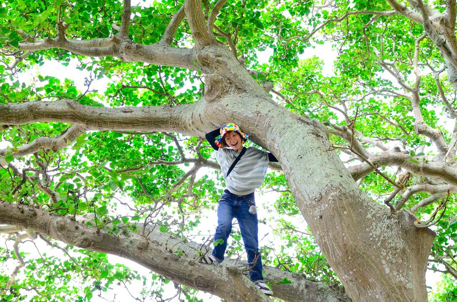 デイゴの木登り