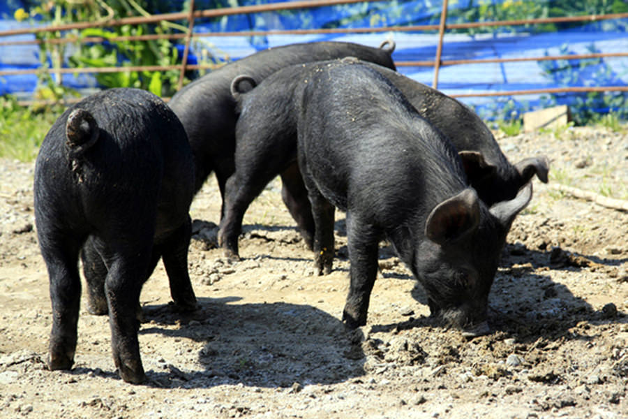 飼料と飼育環境にとことんこだわって育てられた霧島熟成神話豚