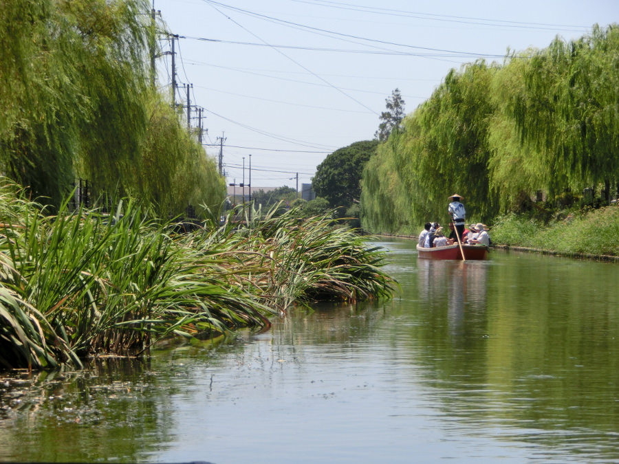 柳の緑がしたたる静かな水路をどんこ舟で進む