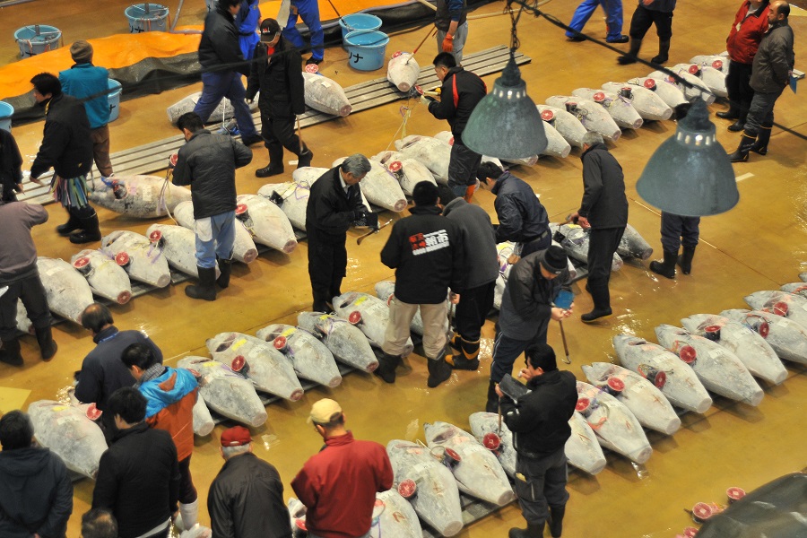 冷凍されたマグロが床に敷き詰められた市場内