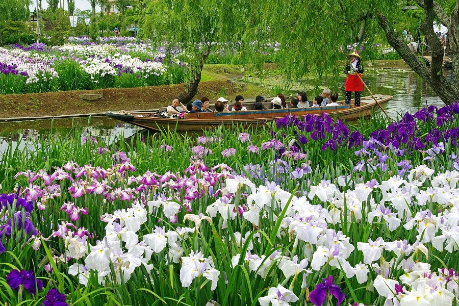 水郷佐原水生植物園