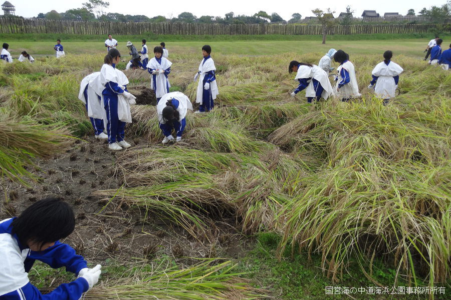 古代衣装を着て、公園内の水田で古代米の収穫体験に挑戦