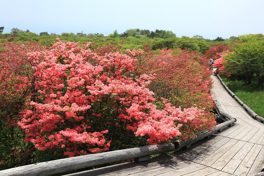 那須高原有数の名所、八幡ツツジ群生