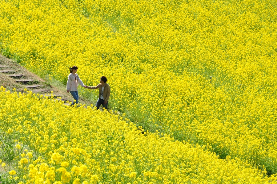 大斜面を黄一色に染めるまぶしいほどの菜の花畑