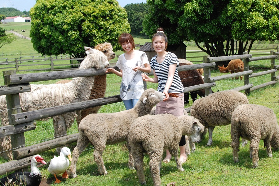 動物にエサをあたえることもできるマザーファームツアー