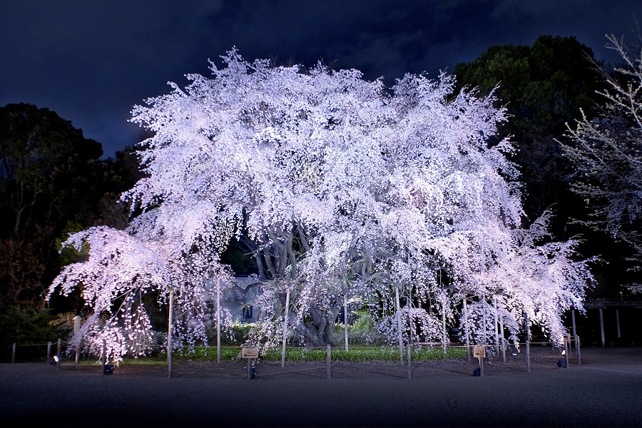 枝ぶりがみごとなシダレザクラ。１日4万人が来場したことも