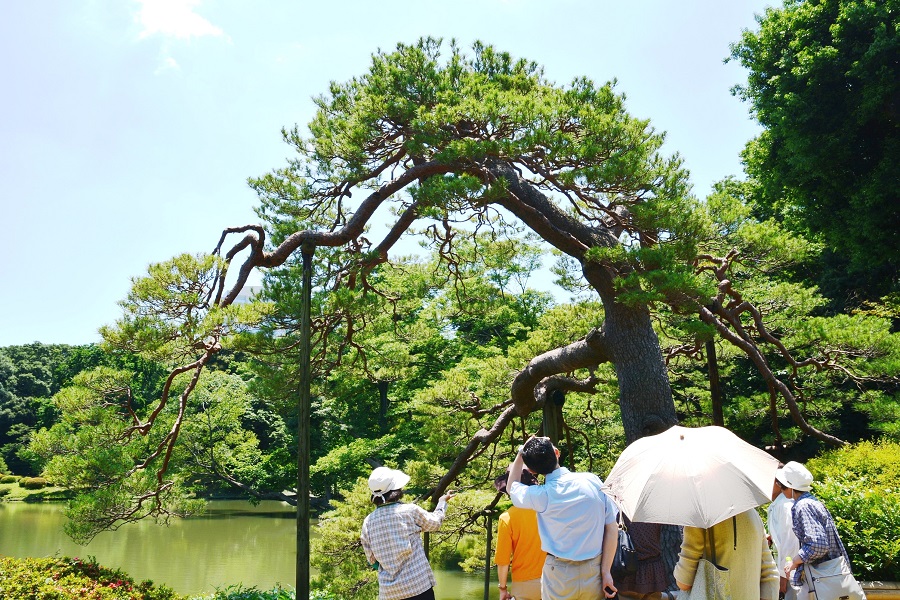 ガイドさんの説明を聞きながら吹上松を見学する